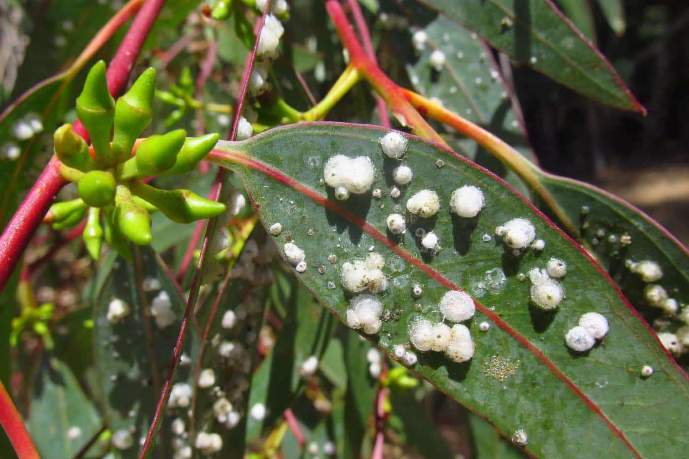 Scientists warn of increasing threats posed by invasive alien species