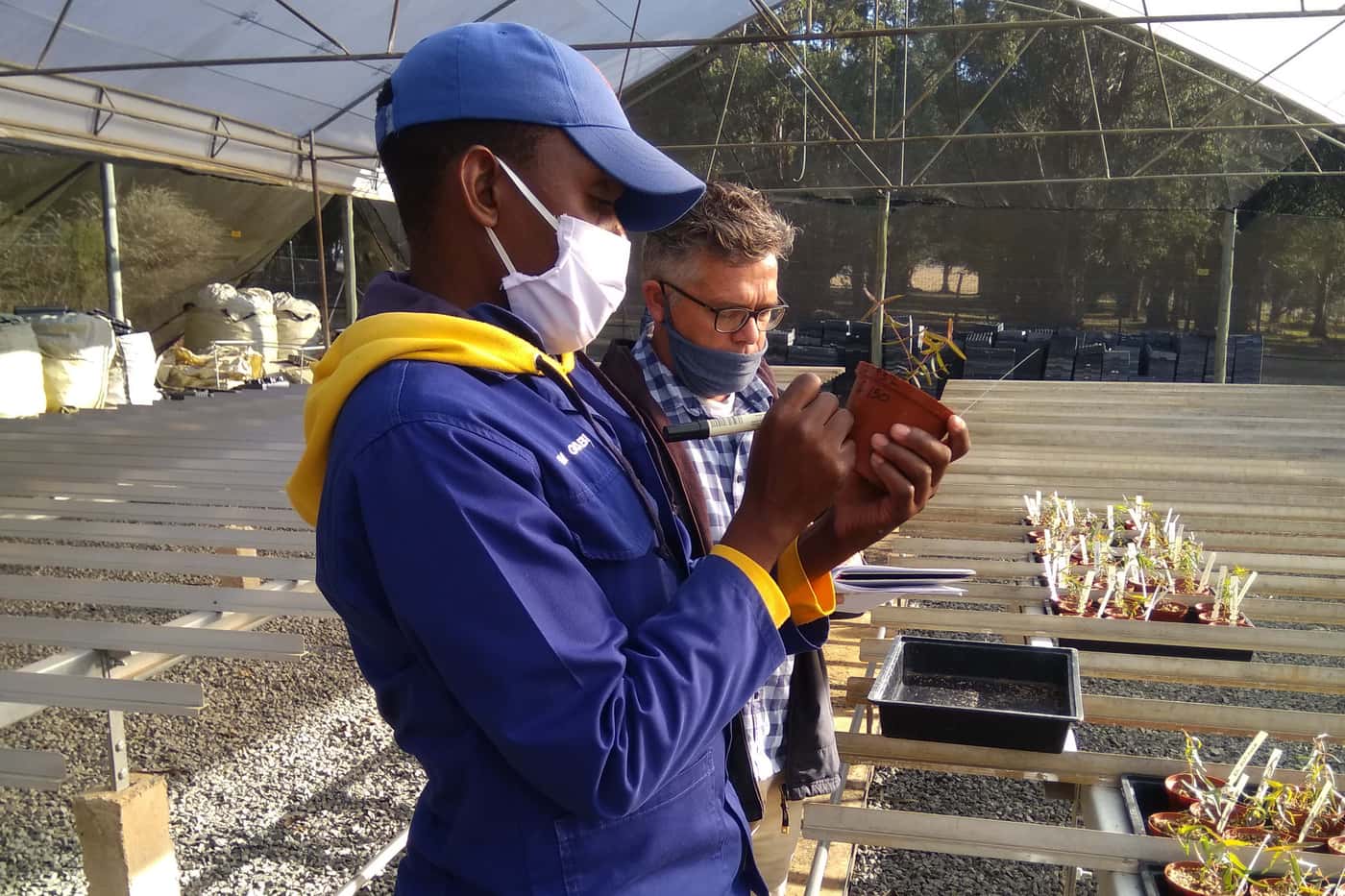 Phytophthora disease resistance trials continue