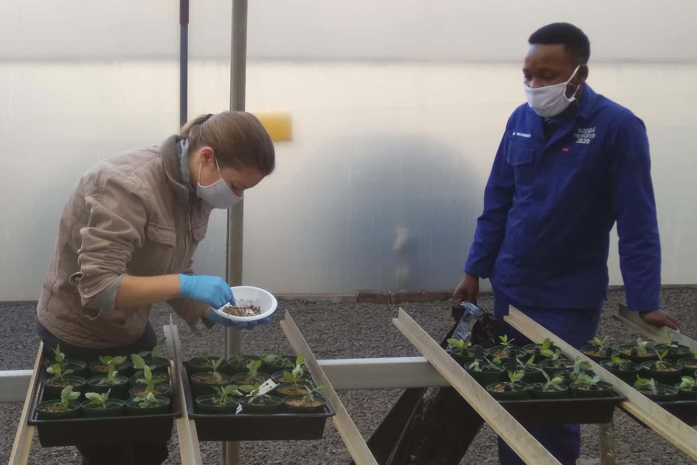 Phytophthora disease resistance trials continue