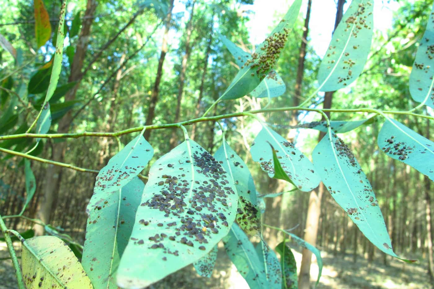 National monitoring of <i>Eucalyptus</i> pests and their biological control agents
