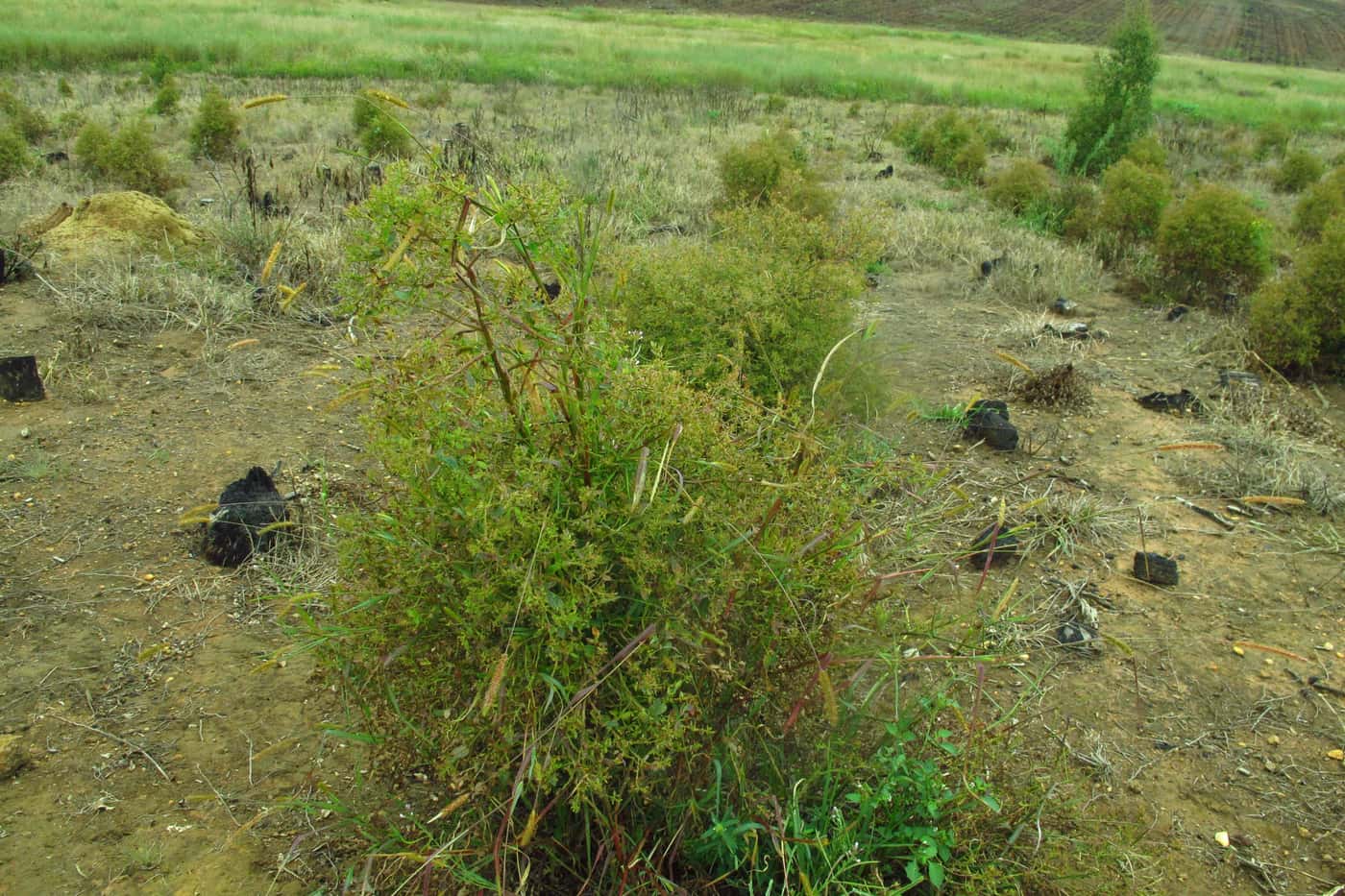 National monitoring of <i>Eucalyptus</i> pests and their biological control agents