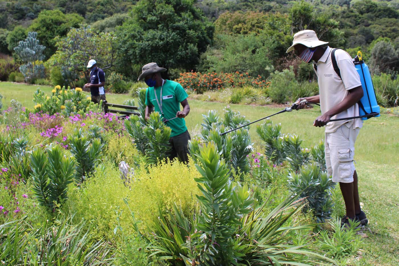 Treatment trials established to fight Phytophthora die-back in Kirstenbosch gardens