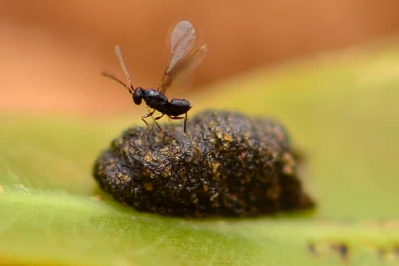 FABI biocontrol centre imports <i>Anaphes nitens</i> from Australia