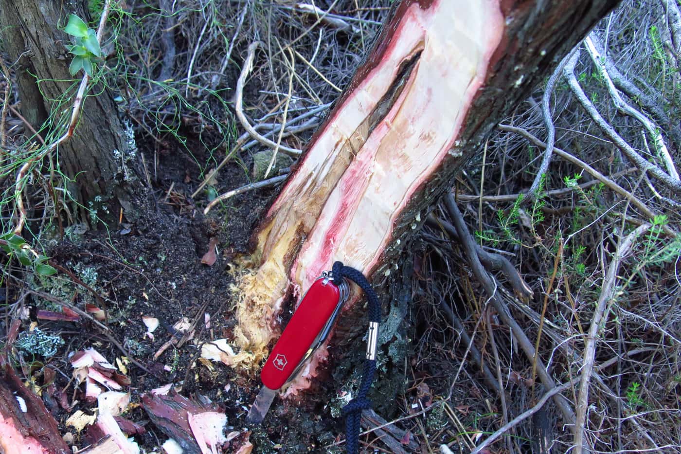 FABI investigates bark beetles and their fungal associates on South African Cedar trees