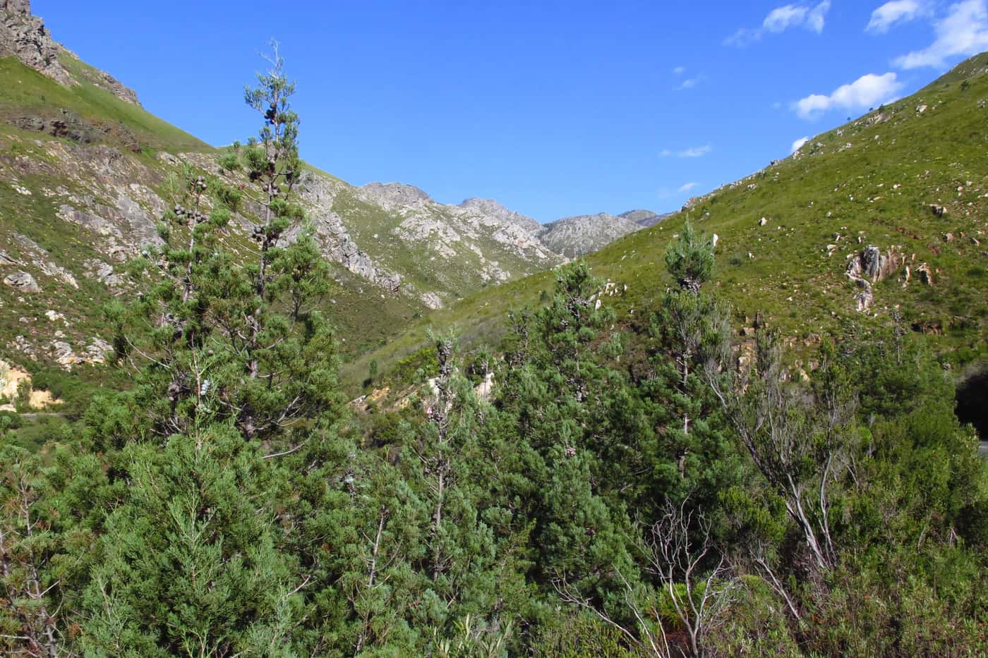 FABI investigates bark beetles and their fungal associates on South African Cedar trees