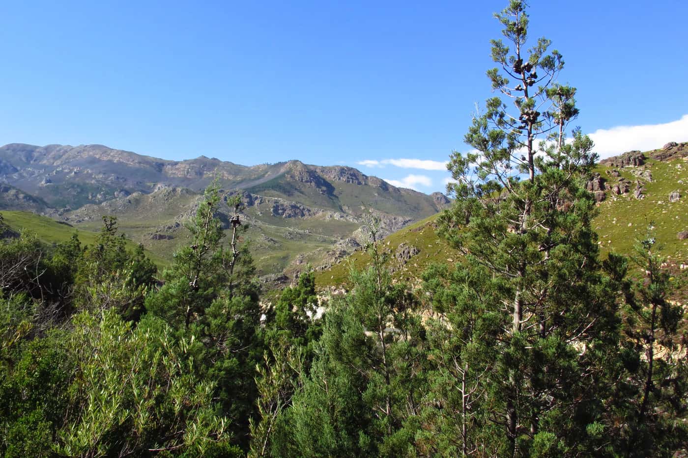 FABI investigates bark beetles and their fungal associates on South African Cedar trees