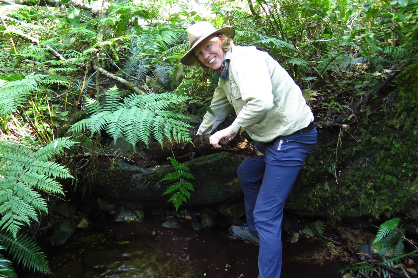 FABI research on tree fern death continues