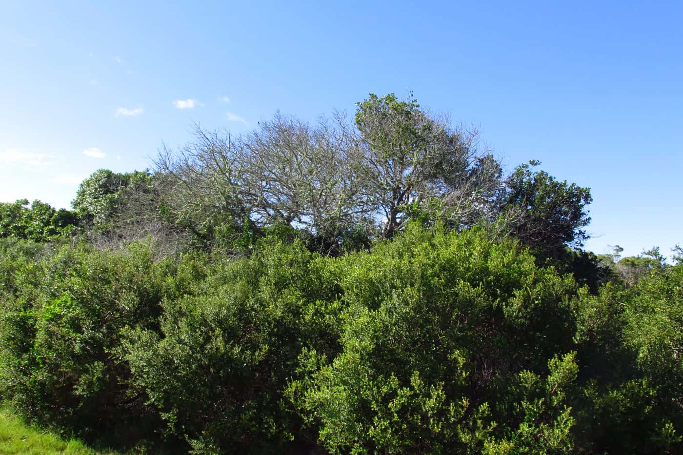 Milkwood trees dying in the Hermanus area of the Western Cape