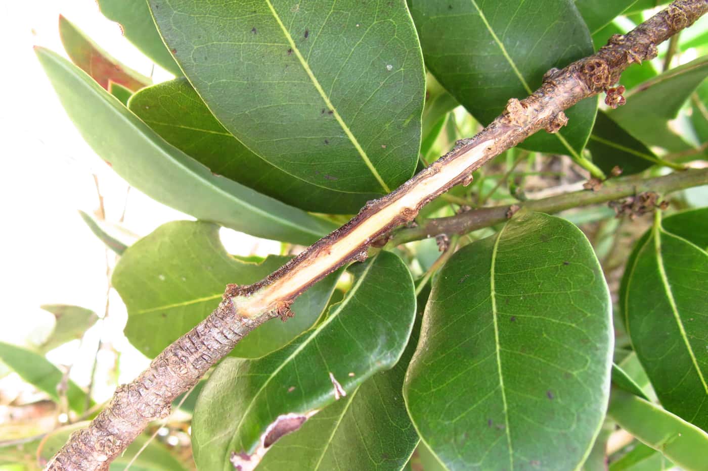 Milkwood trees dying in the Hermanus area of the Western Cape