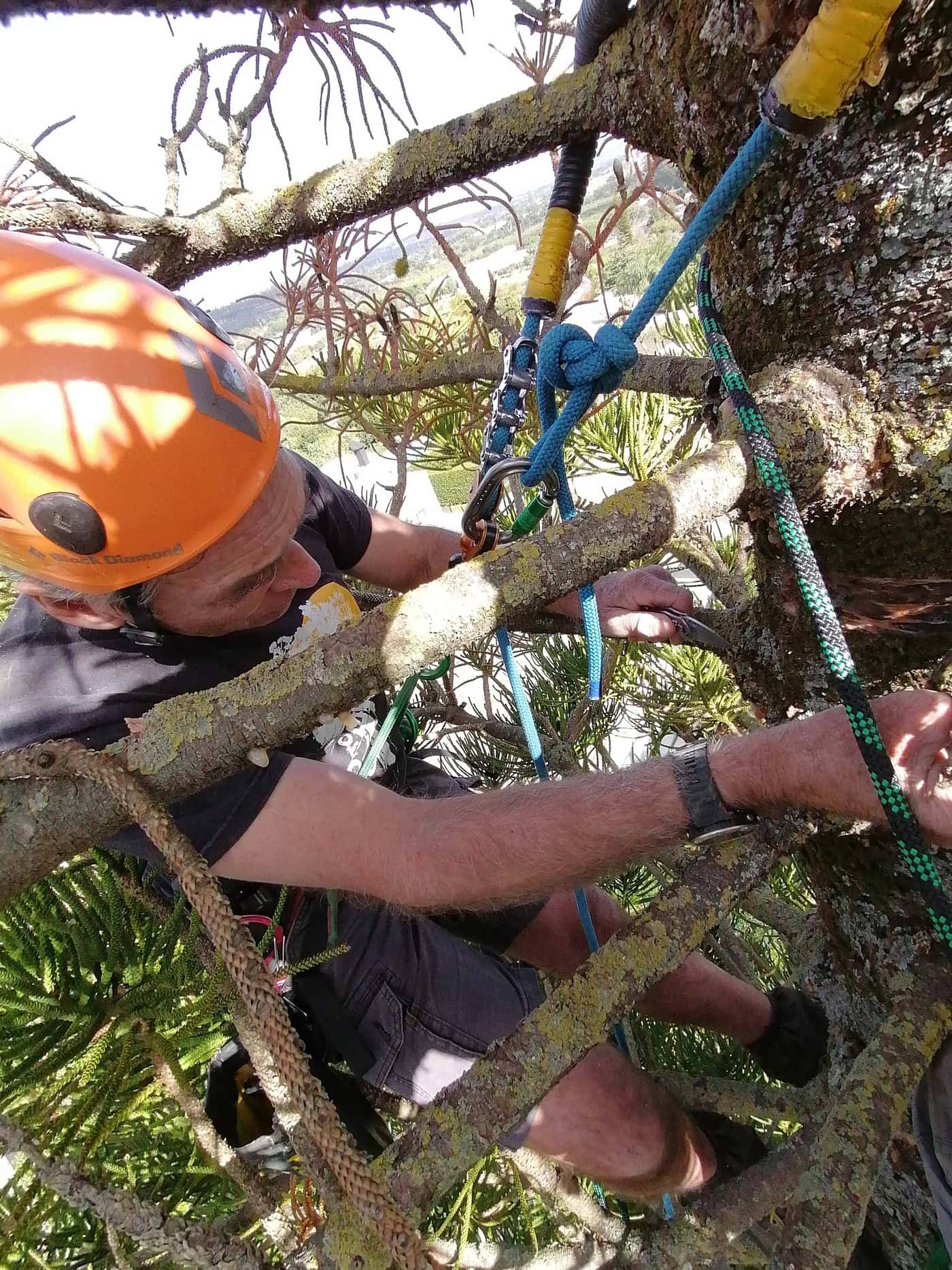 Investigating <i>Araucaria</i> die-back in Stellenbosch