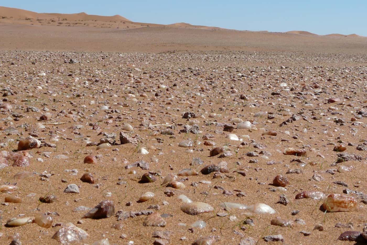 FABI researchers investigate photosynthesis in the Namib