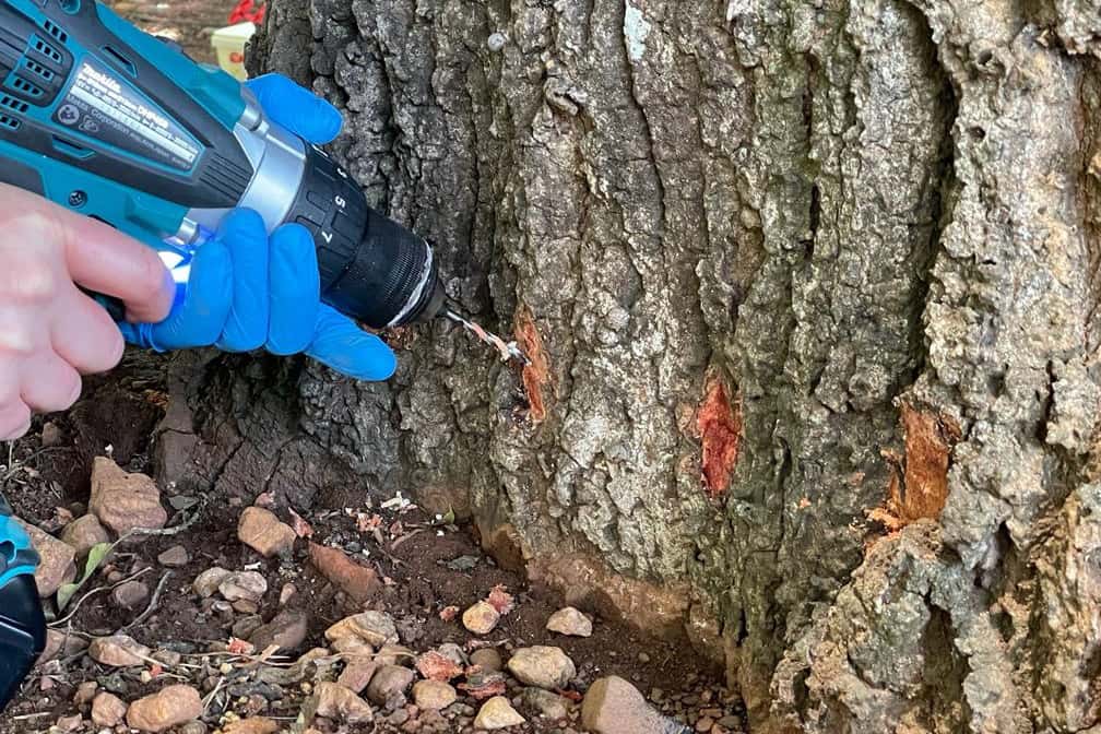 University of Pretoria protects trees against PSHB infestation
