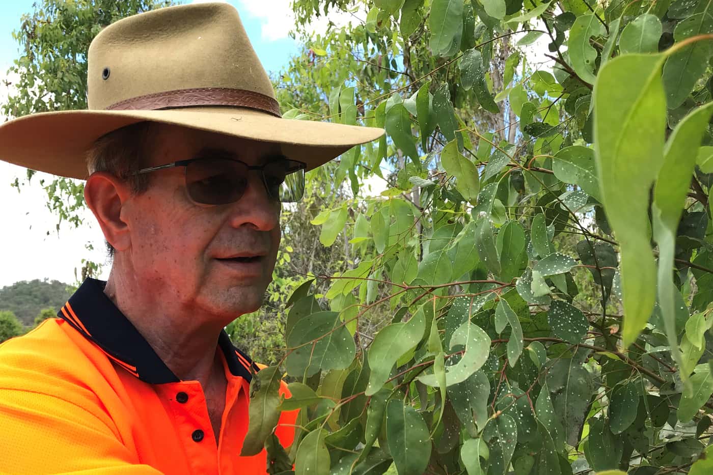 Arrival of parasitoid wasps from Australia