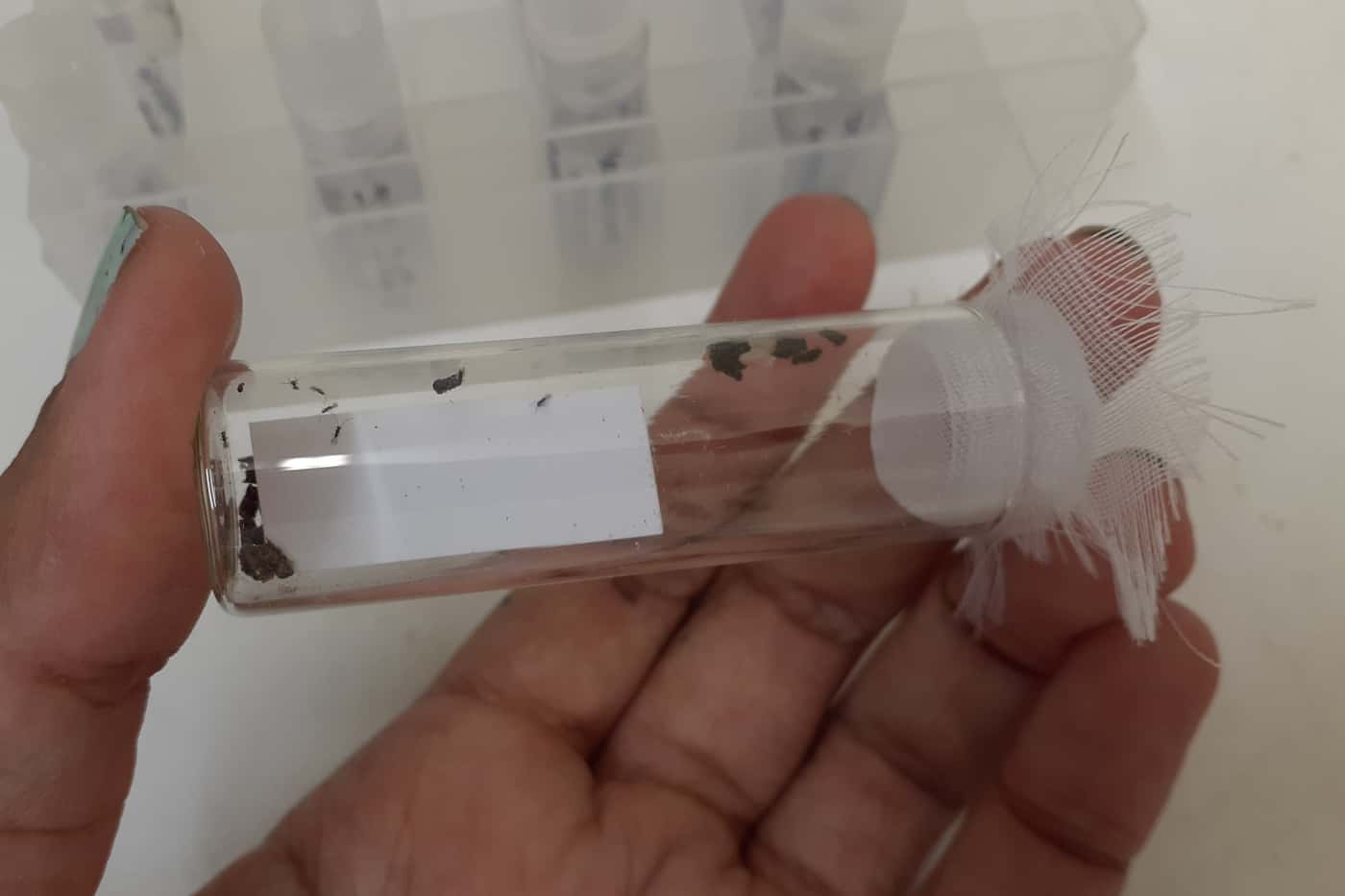 Arrival of parasitoid wasps from Australia
