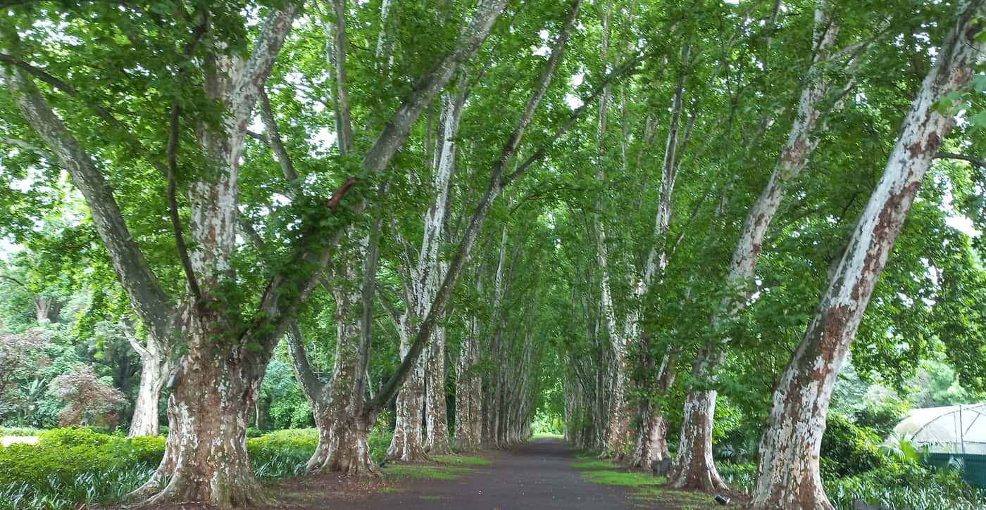 SANBI-funded Sentinel Plant Project establishes a PSHB monitoring system at the KZN National Botanic