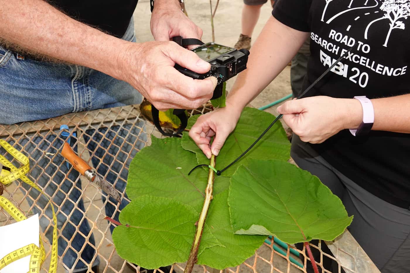 In pursuit of tolerance to Ceratocystis wilt on Kiwi