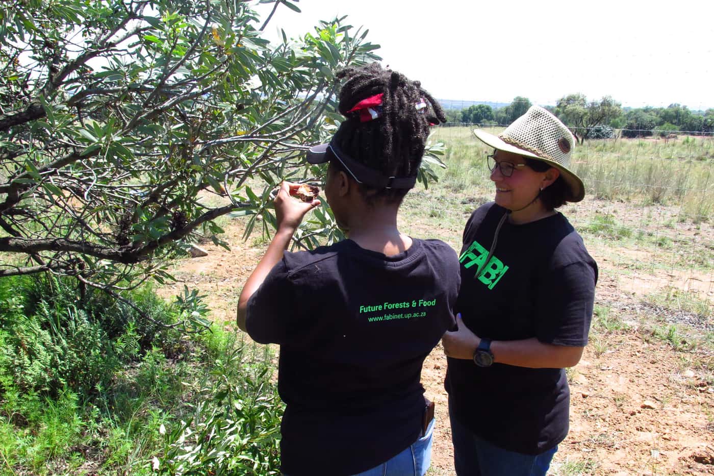 FABI researchers investigate <i>Protea</i> health problems in Pretoria
