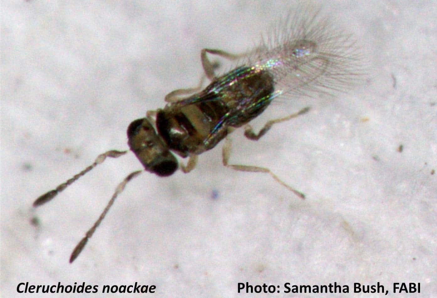 Celebrating one year in the Biocontrol efforts of the bronze bug