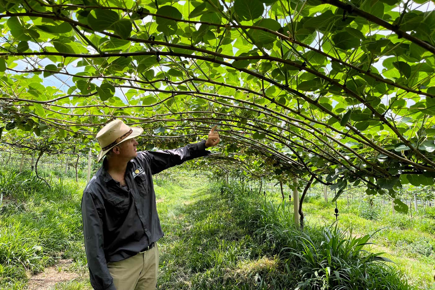 The start of a collaboration: FABIans learning the ins and outs of kiwi growing in South Africa