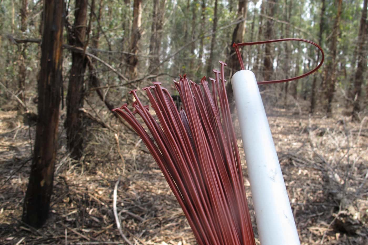 An international team behind a FABI-industry forest pest mating disruption trial