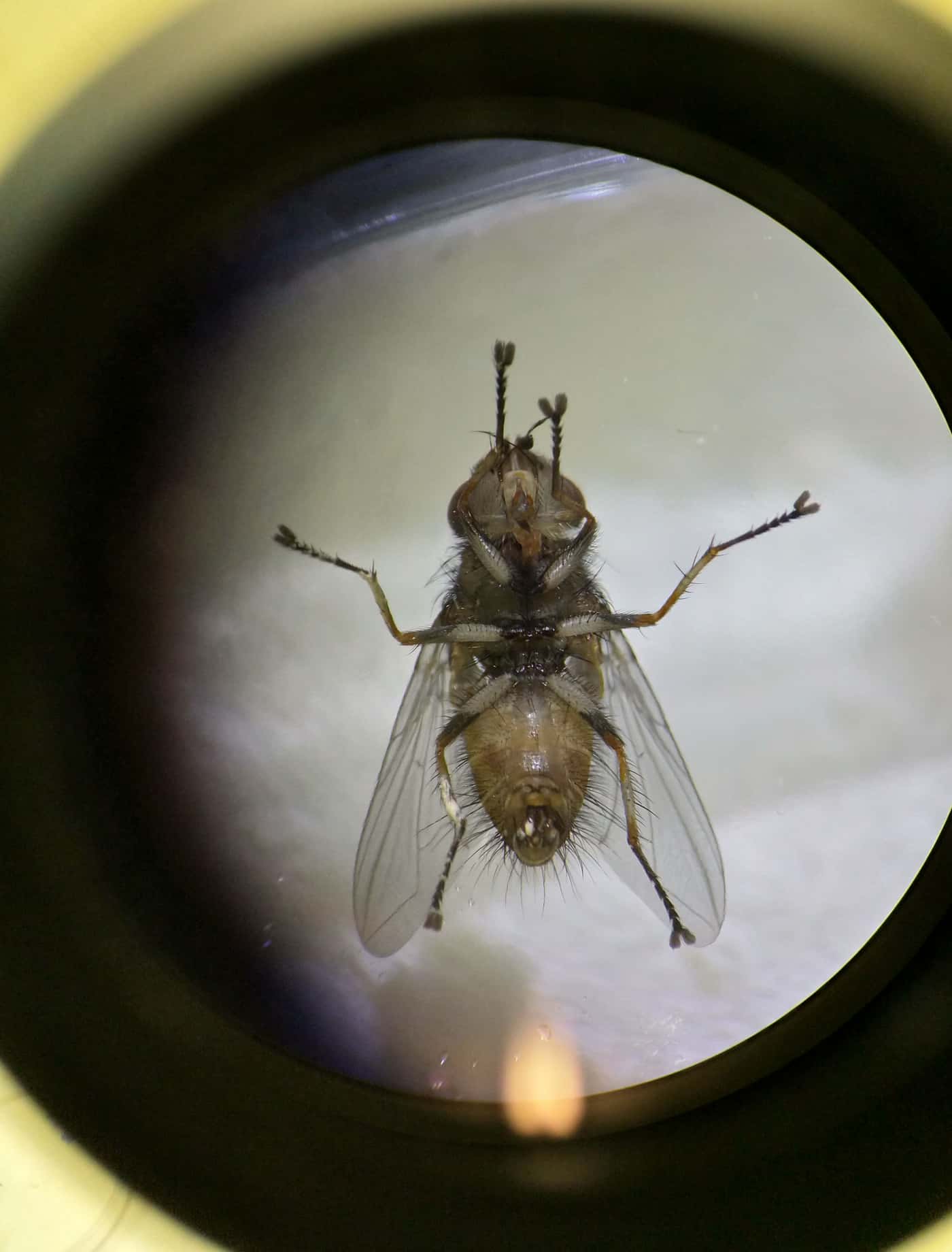 Exciting developments in efforts to test a new potential biocontrol agent for <i>Gonipterus</i> sp.