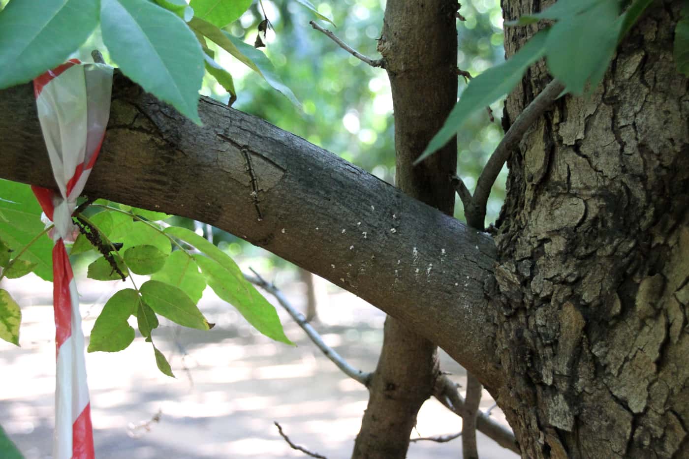 Monitoring PSHB infestations in Pecan nut orchards