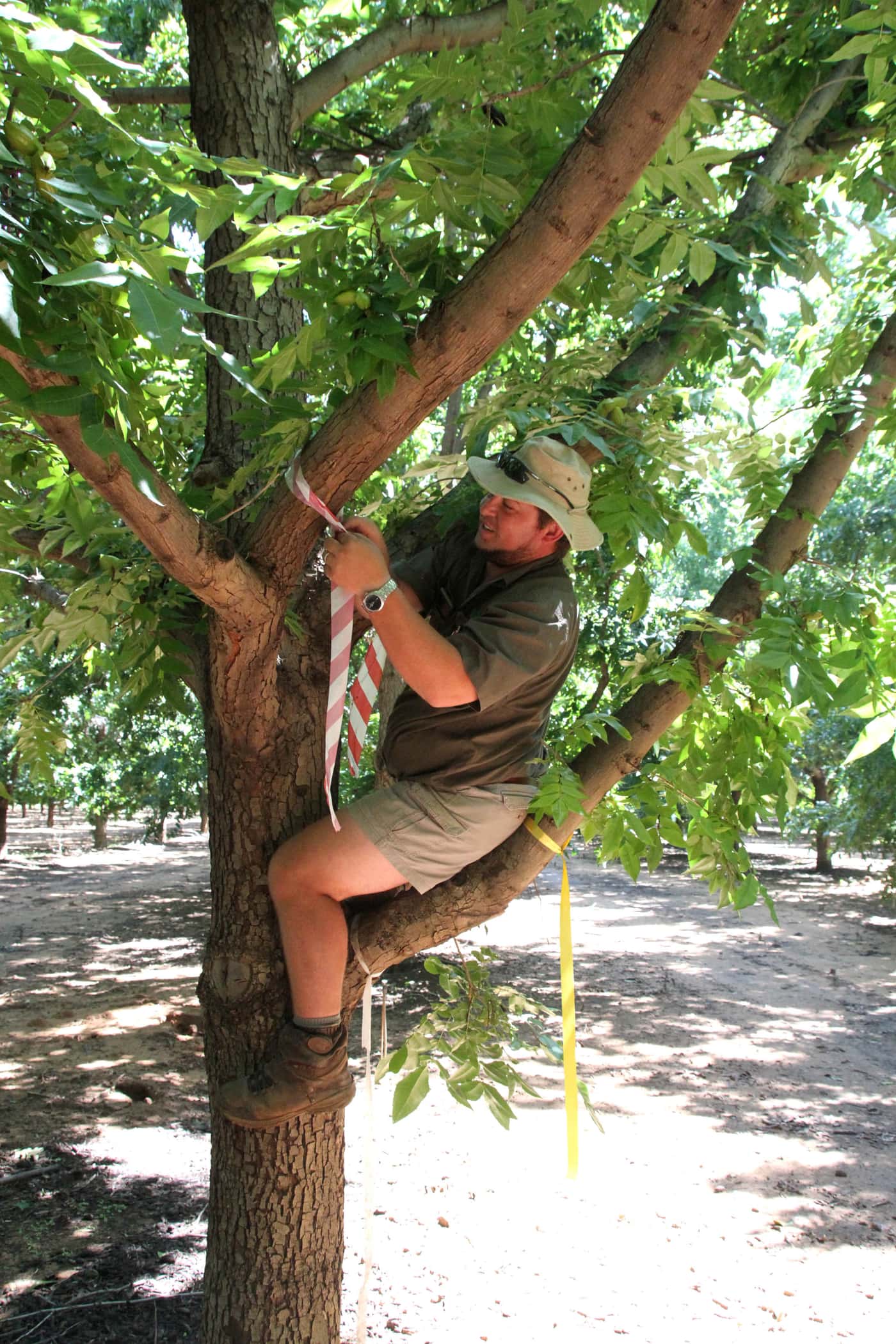 Monitoring PSHB infestations in Pecan nut orchards