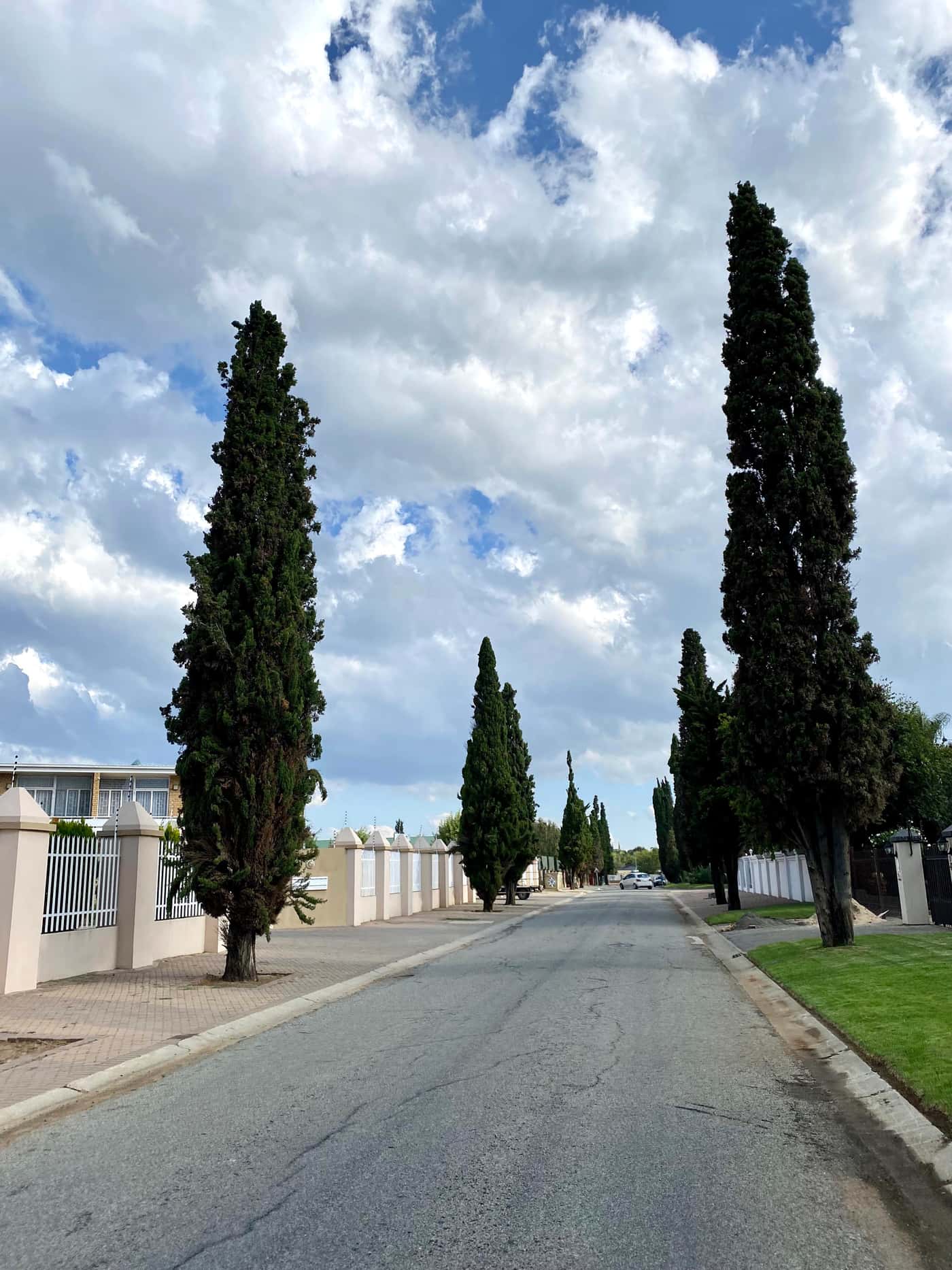 FABIan samples dying cypress trees in Welkom