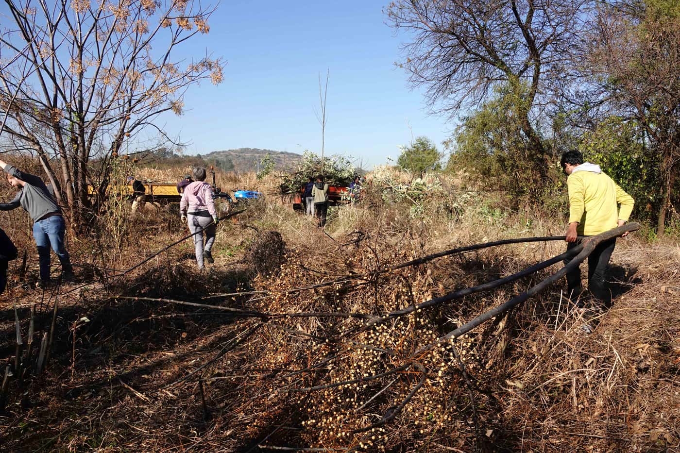 FABI celebrates Mandela Day with 67 minutes of community service to conserve biodiversity