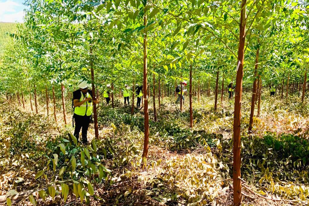 EPPI team undertakes the second large-scale field inoculation trial in 2023