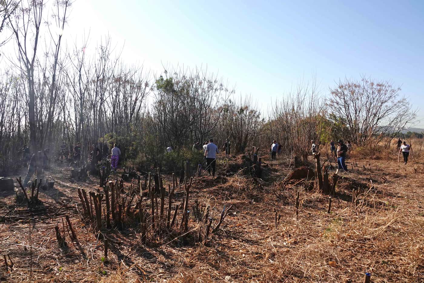 FABIans pitch in to clear invasive woody plants on Mandela Day