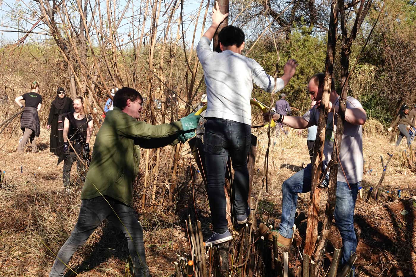 FABIans pitch in to clear invasive woody plants on Mandela Day