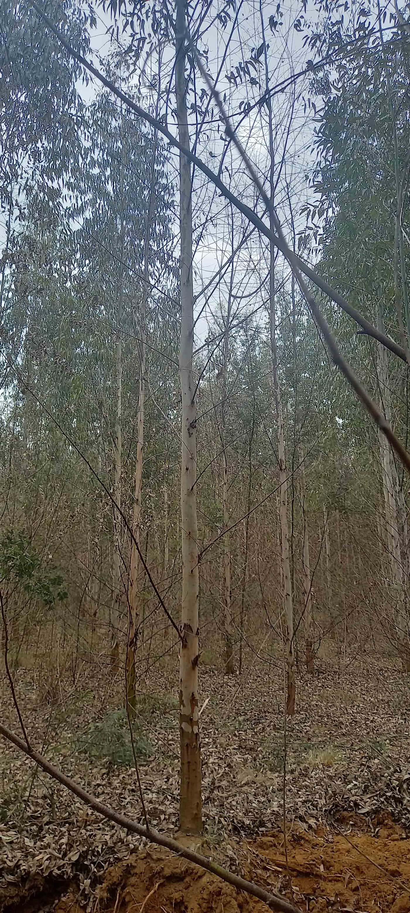 Assisting the investigation into declining <I>Eucalyptus</I> clones in Mpumalanga