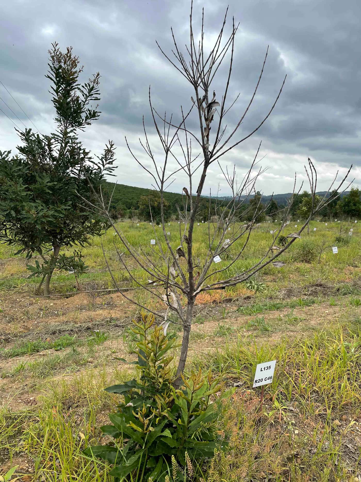 The FMG-EPPI team visit Lochaber Farms for a Macadamia field trip