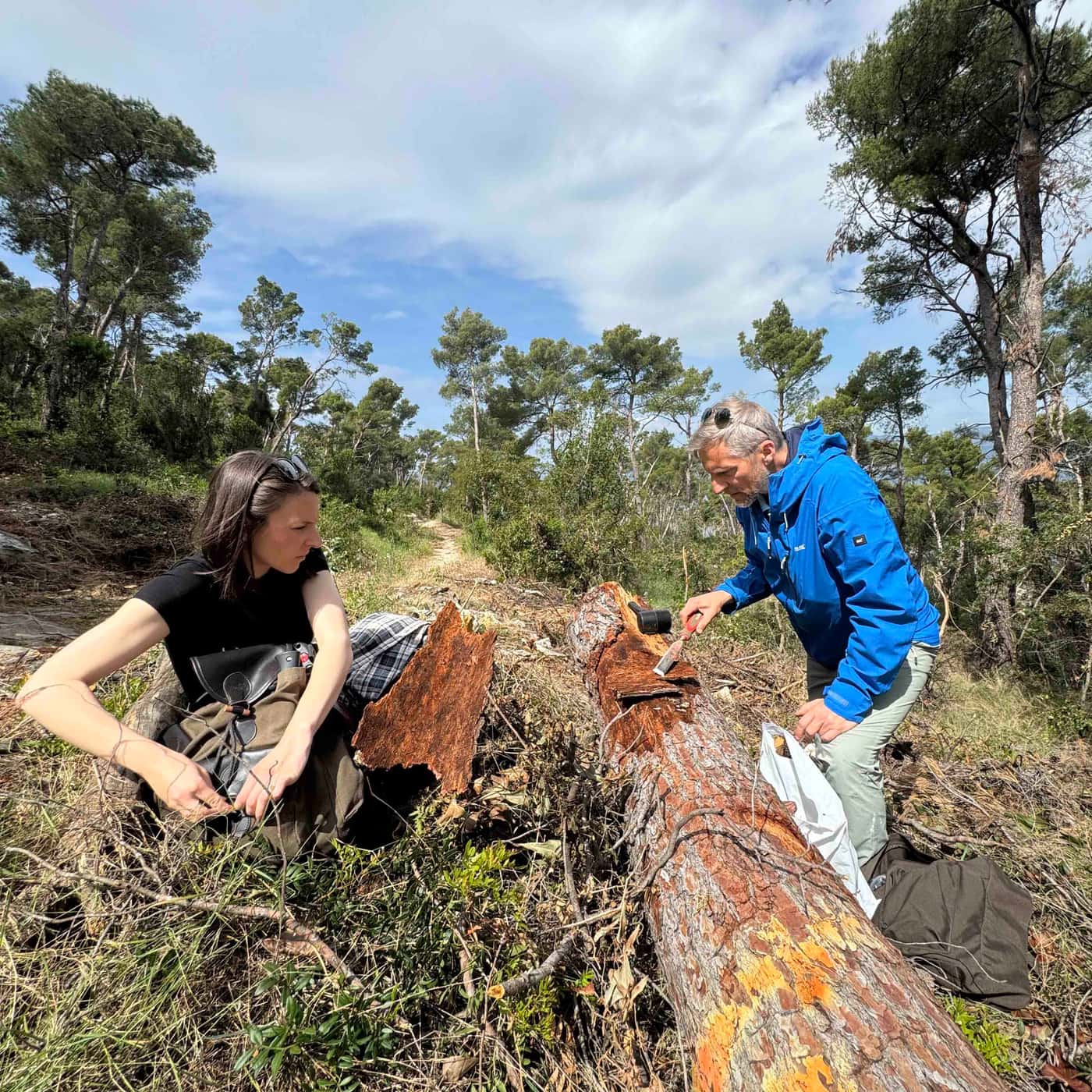 FABI researchers study and compare Croatian and South African bark beetle fungi