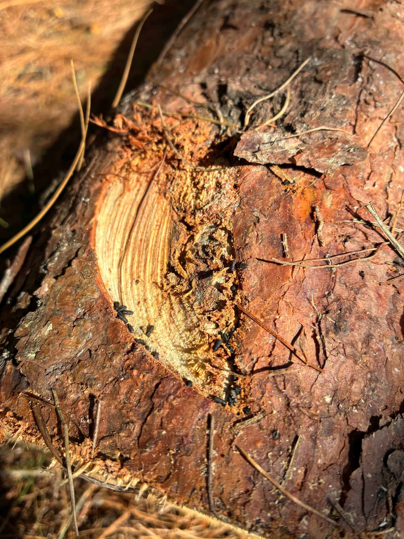 FABI researchers study fungi associated with pine bark beetles in South Africa