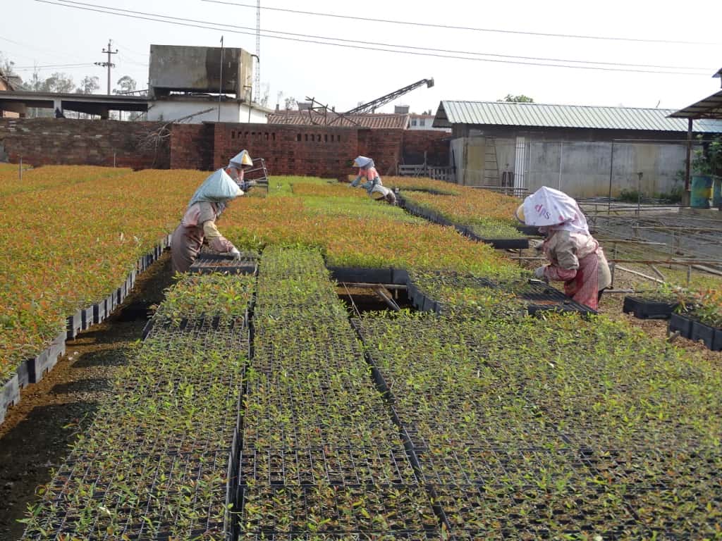 TPCP team members attend IUFRO Eucalypt Conference in China