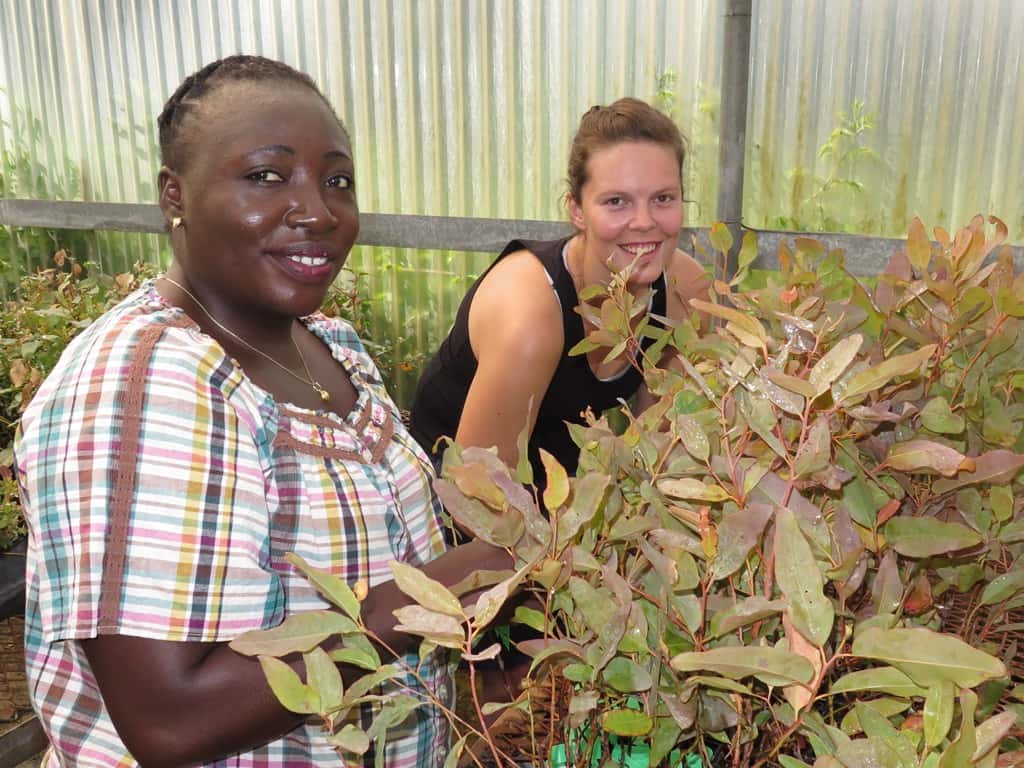 FABIans plant thousands of Eucalyptus cuttings