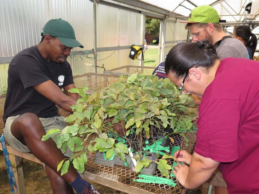 FABIans plant thousands of Eucalyptus cuttings