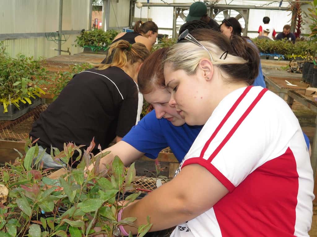 FABIans plant thousands of Eucalyptus cuttings