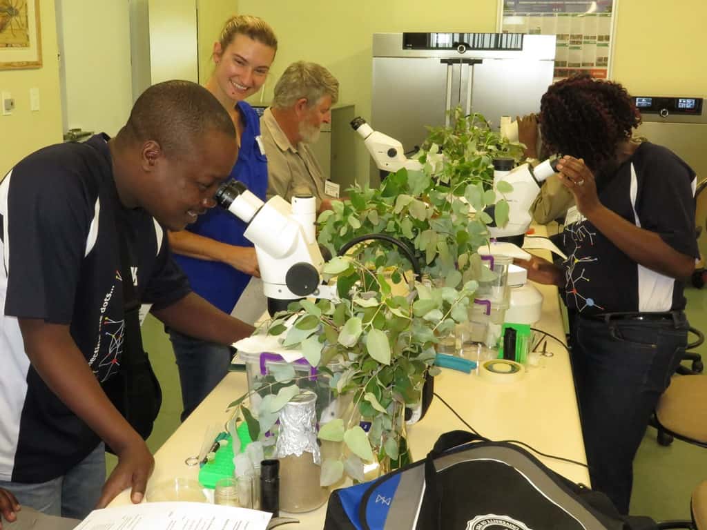 Building capacity in Africa: FABI hosts a workshop on the Biological Control of Eucalyptus Insect Pe
