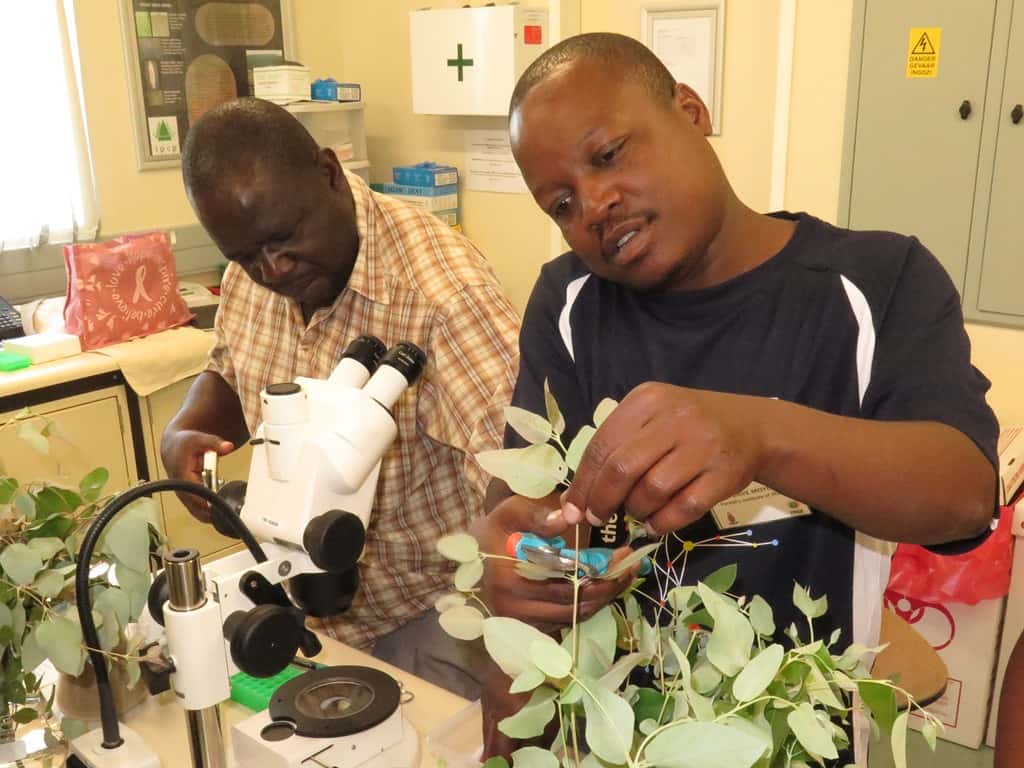 Building capacity in Africa: FABI hosts a workshop on the Biological Control of Eucalyptus Insect Pe