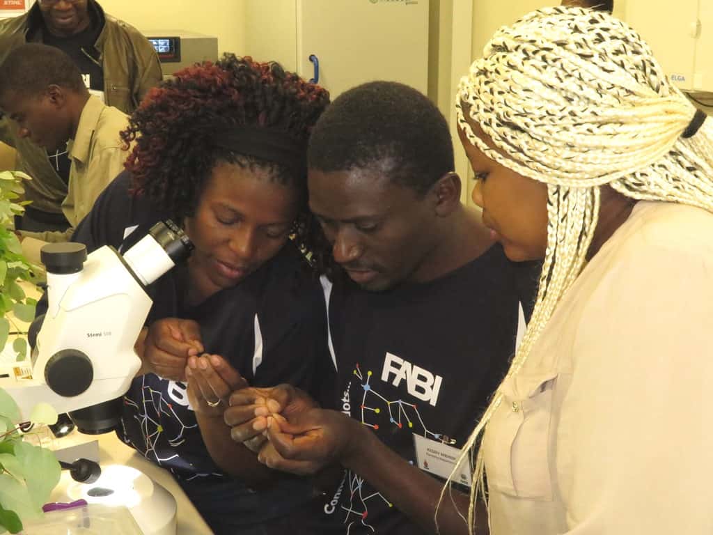 Building capacity in Africa: FABI hosts a workshop on the Biological Control of Eucalyptus Insect Pe