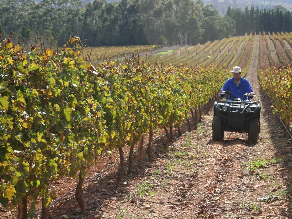 FABI Researcher instrumental in wining the fight against grapevine leafroll disease