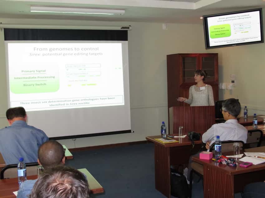 Sirex research in South Africa and Japan in the spotlight at a FABI mini-symposium