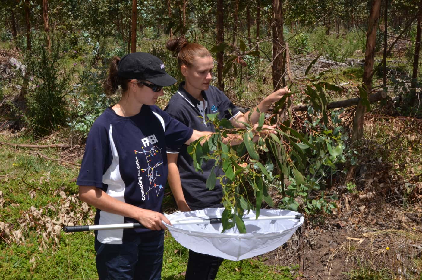 FABI Postdoctoral Fellow hunting biocontrol agents Down Under
