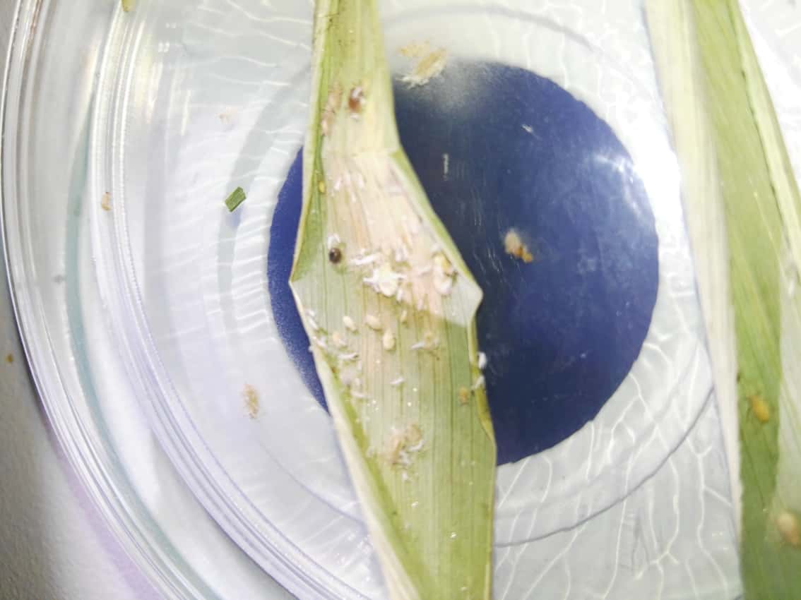 FABIans attend an insect mass-rearing workshop