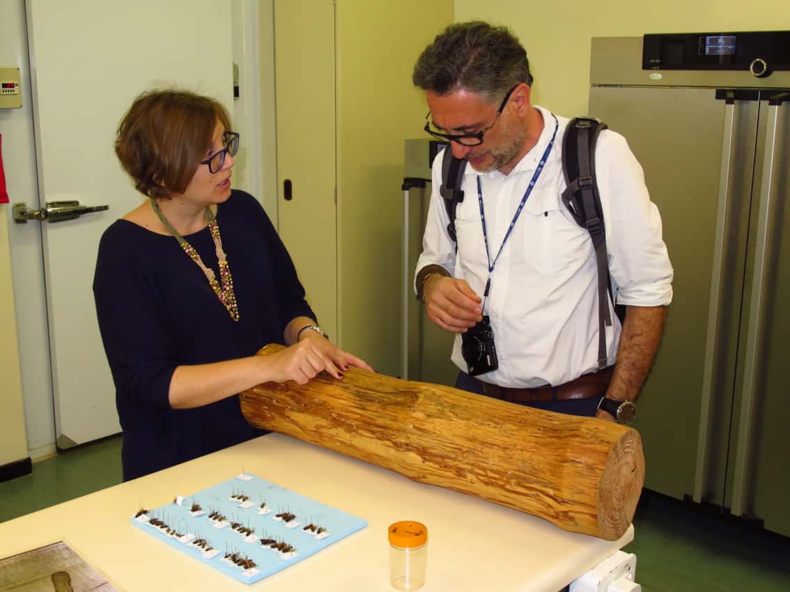 Italian forest pathologist visits FABI