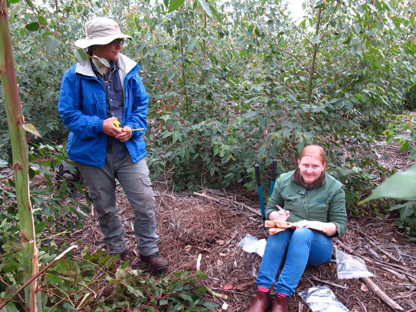 Field visit to inspect Ceratocystis infected Eucalyptus