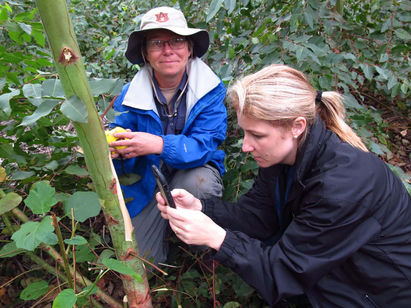 Field visit to inspect Ceratocystis infected Eucalyptus